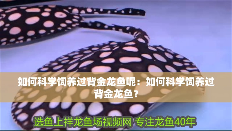 如何科學飼養過背金龍魚呢：如何科學飼養過背金龍魚？