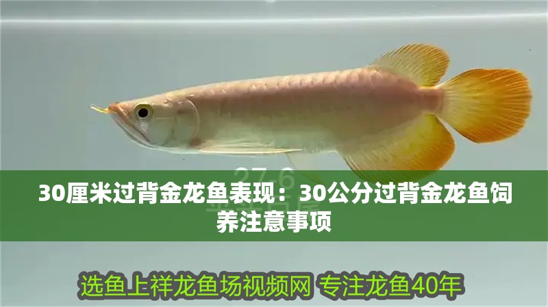 30厘米過背金龍魚表現：30公分過背金龍魚飼養注意事項