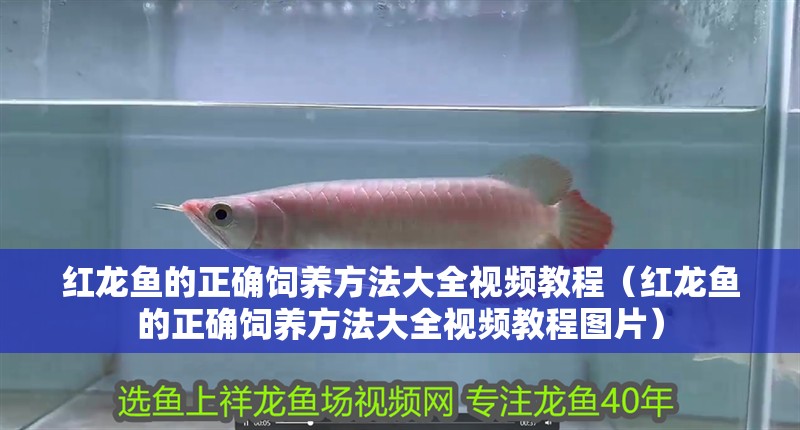 龍魚掉眼手術教程圖片