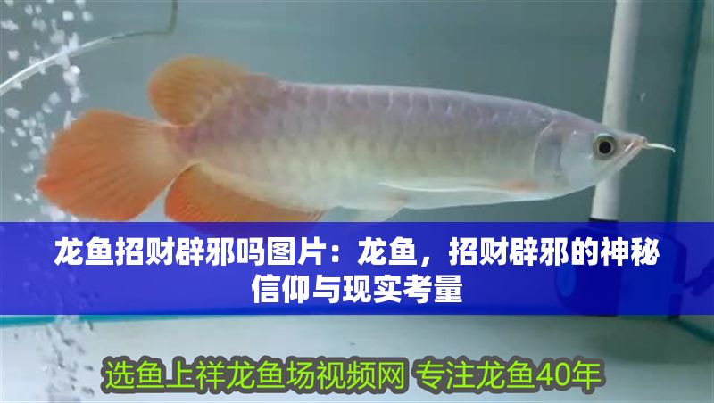 龍魚招財辟邪嗎圖片：龍魚，招財辟邪的神秘信仰與現實考量