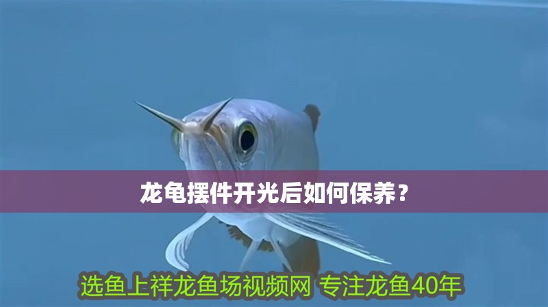 龍龜擺件開光后如何保養？ 龍龜擺件開光后如何保養？ 龍魚百科