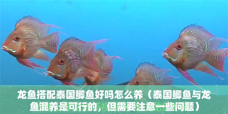 龍魚搭配泰國鯽魚好嗎怎么養(yǎng)（泰國鯽魚與龍魚混養(yǎng)是可行的，但需要注意一些問題）