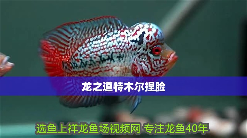 龍之道特木爾捏臉