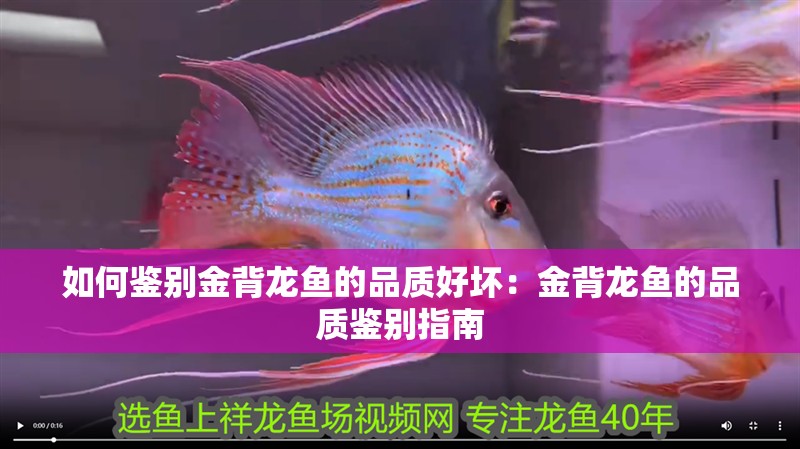 如何鑒別金背龍魚的品質好壞：金背龍魚的品質鑒別指南