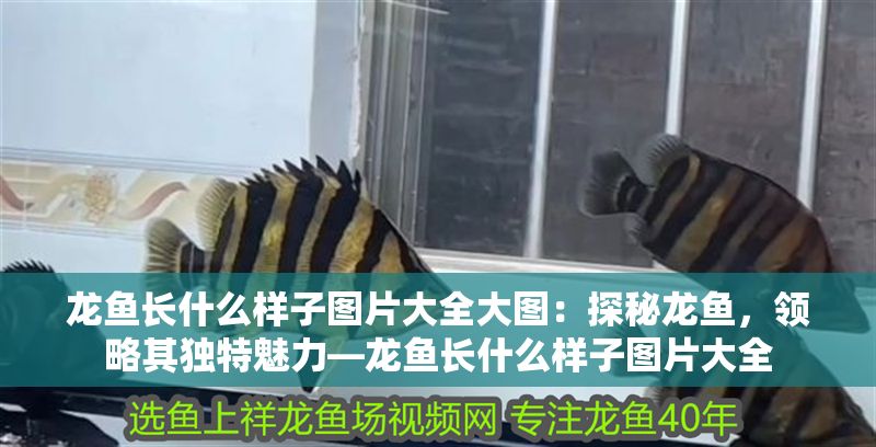 龍魚長什么樣子圖片大全大圖：探秘龍魚，領略其獨特魅力—龍魚長什么樣子圖片大全