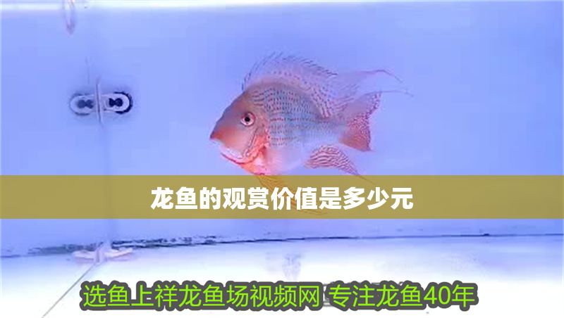 龍魚的觀賞價值是多少元