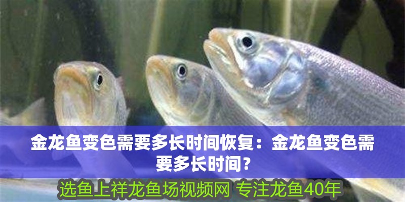 金龍魚變色需要多長時間恢復(fù)：金龍魚變色需要多長時間？