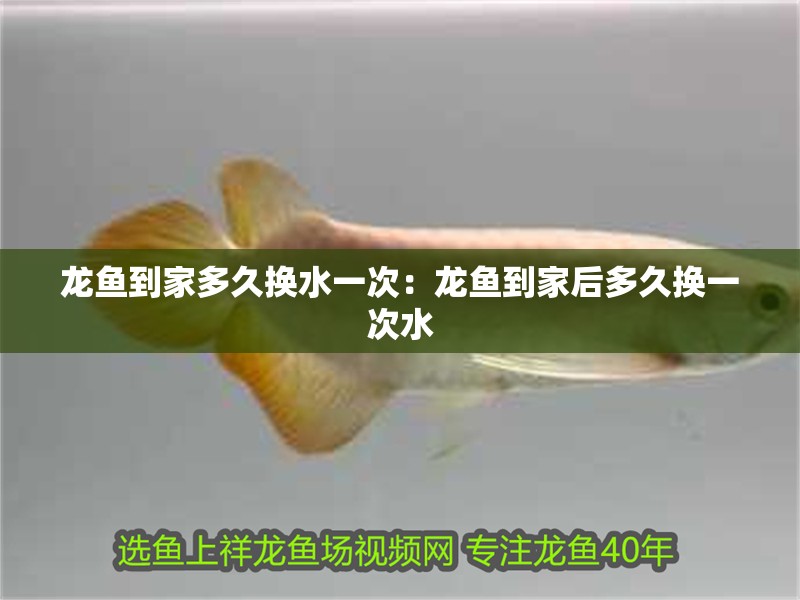 龍魚到家多久換水一次：龍魚到家后多久換一次水