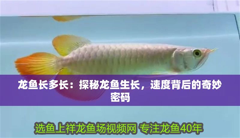 龍魚長多長：探秘龍魚生長，速度背后的奇妙密碼