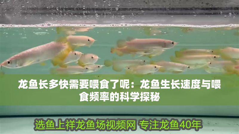 龍魚長多快需要喂食了呢：龍魚生長速度與喂食頻率的科學探秘