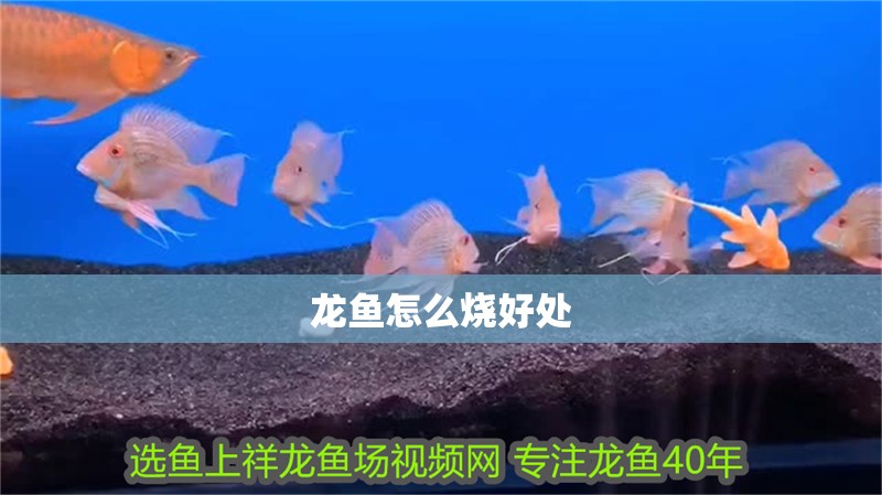 龍魚怎么燒好處