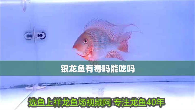 銀龍魚有毒嗎能吃嗎
