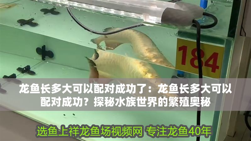 龍魚長多大可以配對成功了：龍魚長多大可以配對成功？探秘水族世界的繁殖奧秘