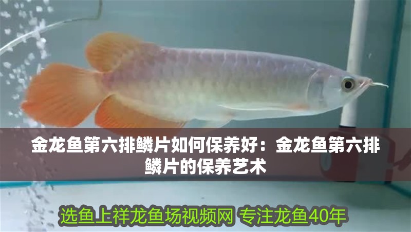 金龍魚第六排鱗片如何保養好：金龍魚第六排鱗片的保養藝術