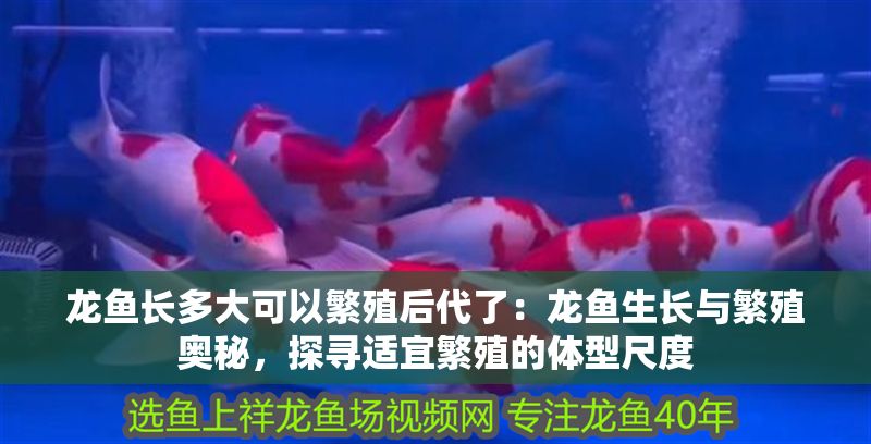 龍魚長多大可以繁殖后代了：龍魚生長與繁殖奧秘，探尋適宜繁殖的體型尺度
