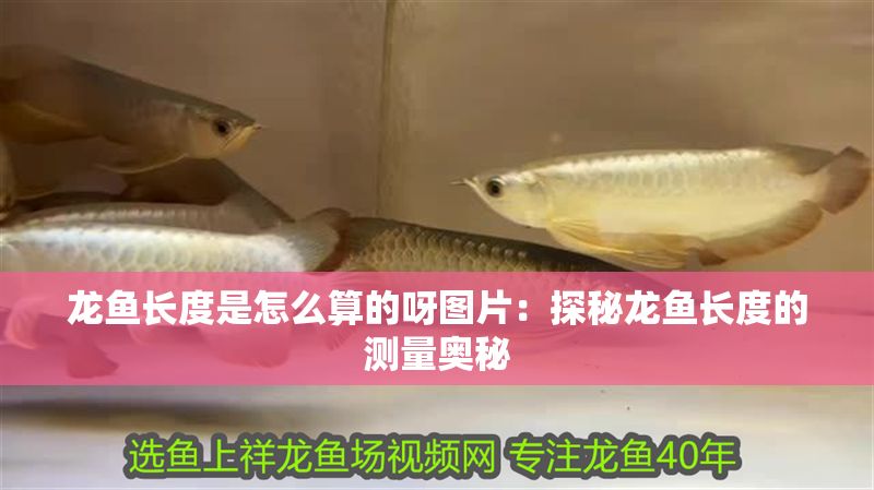龍魚長度是怎么算的呀圖片：探秘龍魚長度的測量奧秘