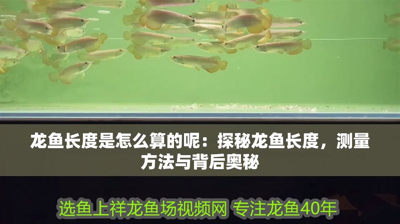 龍魚長度是怎么算的呢：探秘龍魚長度，測量方法與背后奧秘 龍魚長度是怎么算的呢：探秘龍魚長度，測量方法與背后奧秘 龍魚百科 第1張