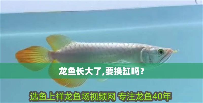 龍魚長大了,要換缸嗎？
