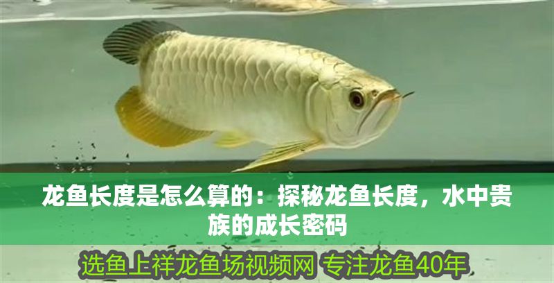 龍魚長度是怎么算的：探秘龍魚長度，水中貴族的成長密碼
