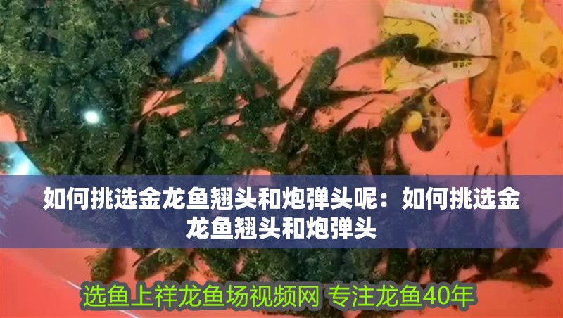 如何挑選金龍魚翹頭和炮彈頭呢：如何挑選金龍魚翹頭和炮彈頭