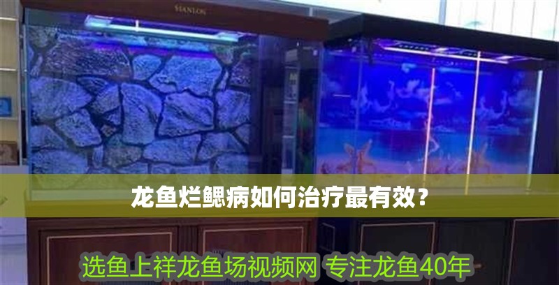 龍魚爛鰓病如何治療最有效？ 龍魚爛鰓病如何治療最有效？ 龍魚百科