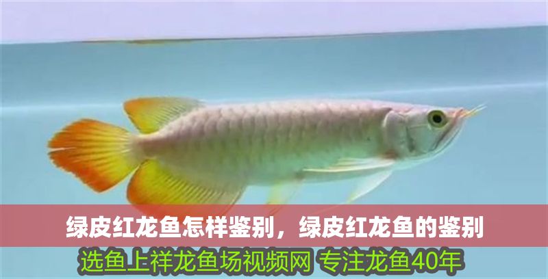 綠皮紅龍魚怎樣鑒別，綠皮紅龍魚的鑒別