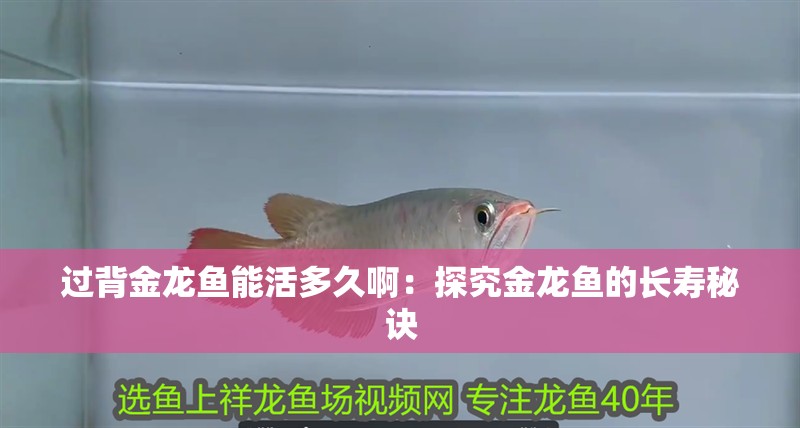 過背金龍魚能活多久啊：探究金龍魚的長壽秘訣