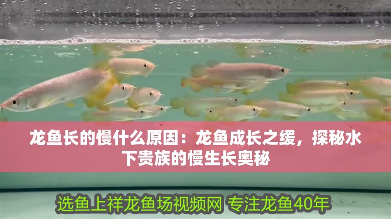 龍魚長的慢什么原因：龍魚成長之緩，探秘水下貴族的慢生長奧秘