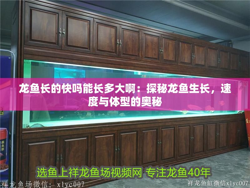 龍魚長的快嗎能長多大?。禾矫佚堲~生長，速度與體型的奧秘
