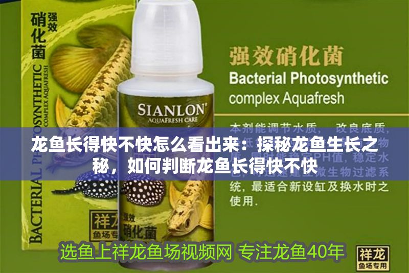 龍魚長得快不快怎么看出來：探秘龍魚生長之秘，如何判斷龍魚長得快不快