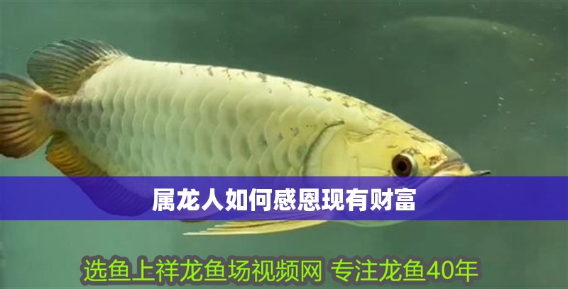 屬龍人如何感恩現(xiàn)有財(cái)富