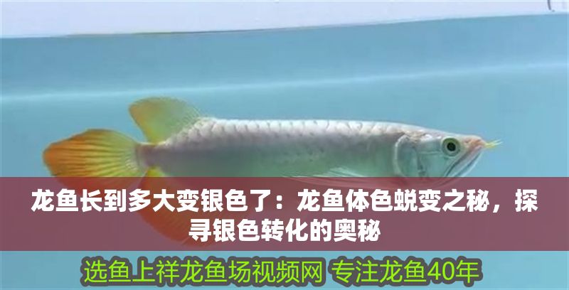 龍魚長到多大變銀色了：龍魚體色蛻變之秘，探尋銀色轉化的奧秘