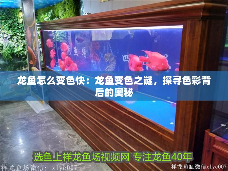 龍魚怎么變色快：龍魚變色之謎，探尋色彩背后的奧秘