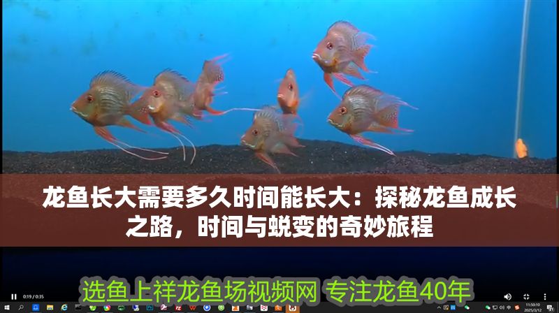 龍魚長大需要多久時間能長大：探秘龍魚成長之路，時間與蛻變的奇妙旅程