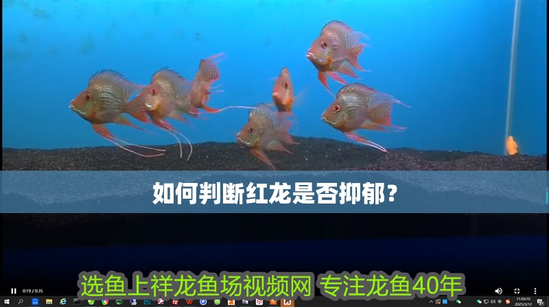 如何判斷紅龍是否抑郁？