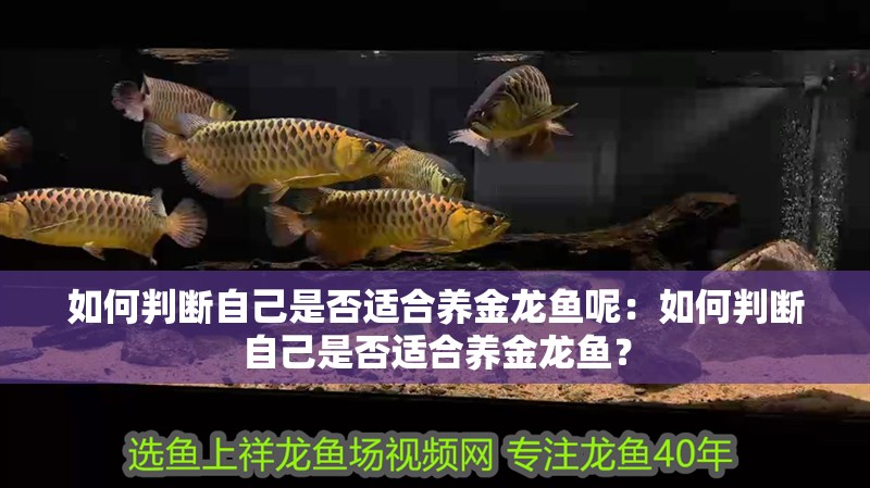 如何判斷自己是否適合養金龍魚呢：如何判斷自己是否適合養金龍魚？