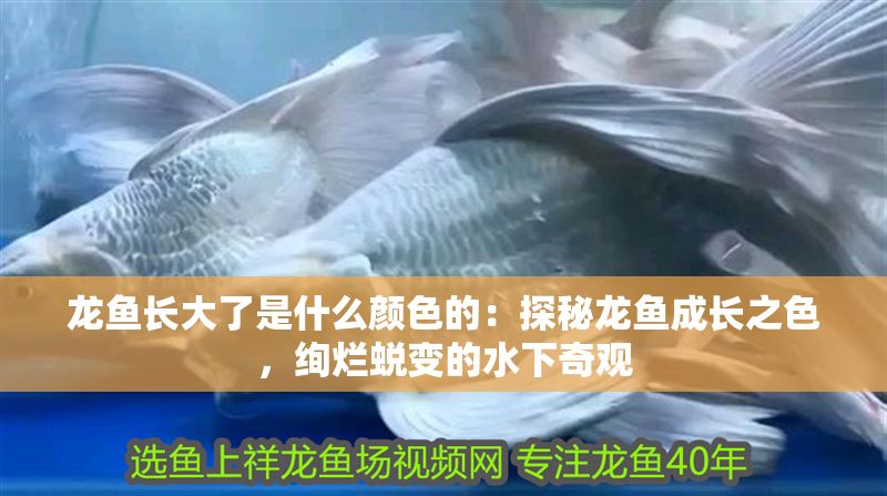 龍魚長大了是什么顏色的：探秘龍魚成長之色，絢爛蛻變的水下奇觀