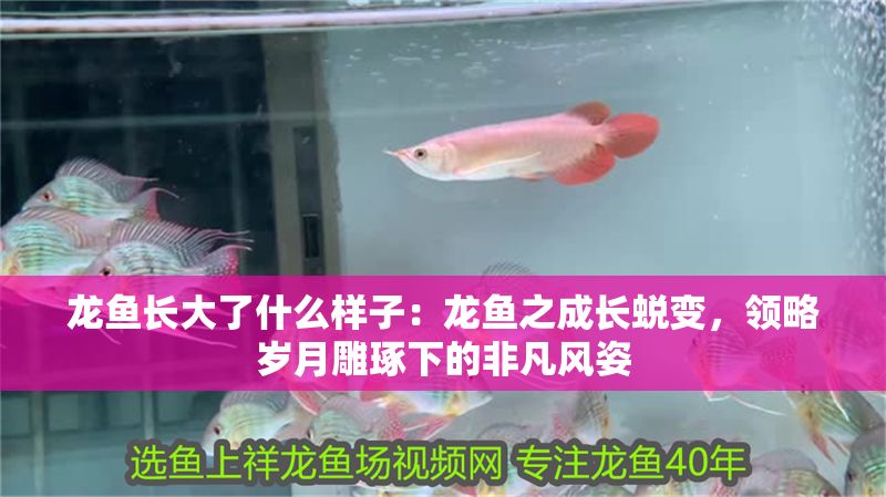 龍魚長大了什么樣子：龍魚之成長蛻變，領略歲月雕琢下的非凡風姿