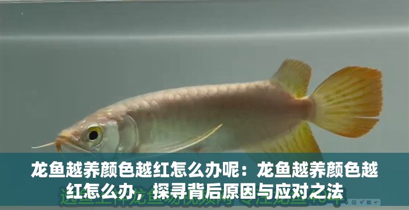 龍魚越養(yǎng)顏色越紅怎么辦呢：龍魚越養(yǎng)顏色越紅怎么辦，探尋背后原因與應(yīng)對之法
