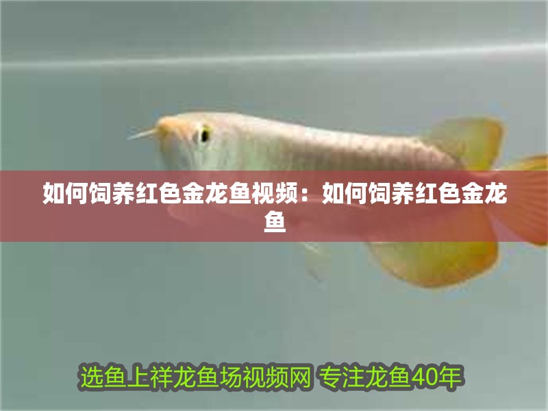 如何飼養紅色金龍魚視頻：如何飼養紅色金龍魚