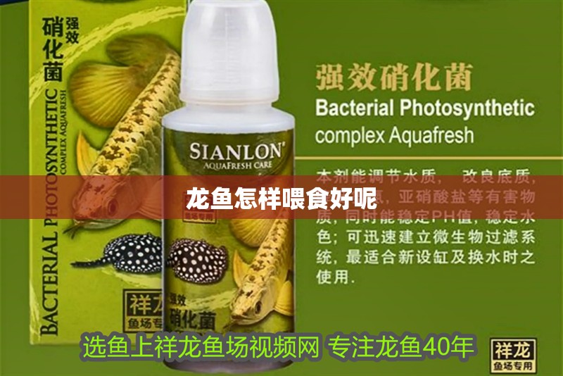 龍魚(yú)怎樣喂食好呢 龍魚(yú)怎樣喂食好呢 龍魚(yú)百科