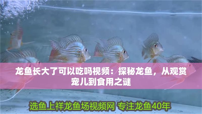 龍魚長大了可以吃嗎視頻：探秘龍魚，從觀賞寵兒到食用之謎