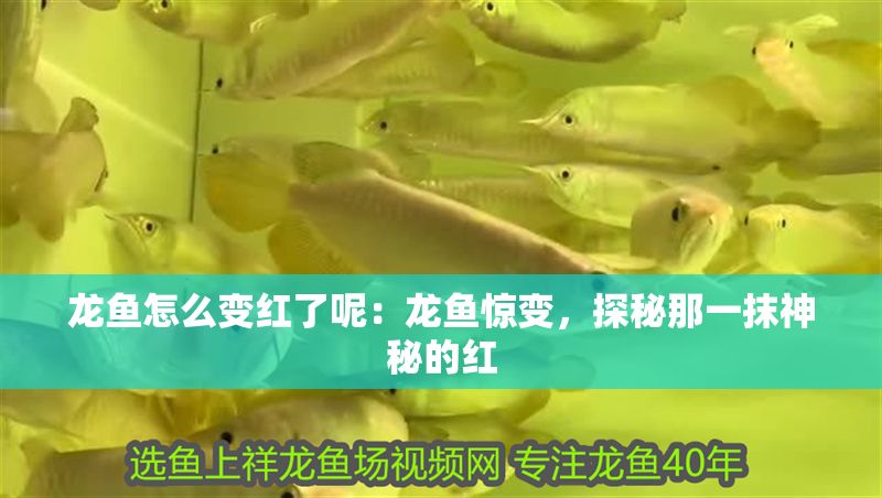 龍魚怎么變紅了呢：龍魚驚變，探秘那一抹神秘的紅