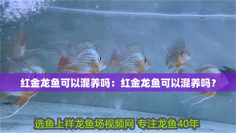 紅金龍魚可以混養嗎：紅金龍魚可以混養嗎？
