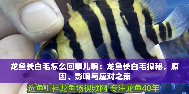 龍魚長白毛怎么回事兒啊：龍魚長白毛探秘，原因、影響與應對之策