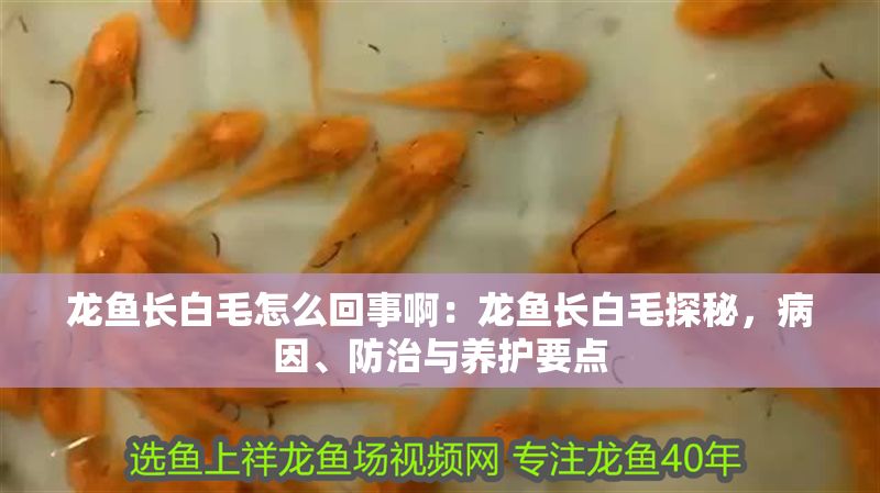 龍魚長白毛怎么回事?。糊堲~長白毛探秘，病因、防治與養(yǎng)護要點