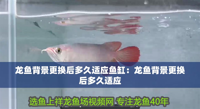 龍魚背景更換后多久適應魚缸：龍魚背景更換后多久適應