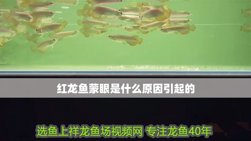 紅龍魚蒙眼是什么原因引起的