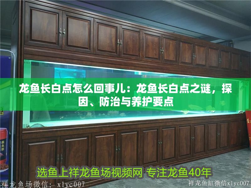 龍魚長白點怎么回事兒：龍魚長白點之謎，探因、防治與養護要點