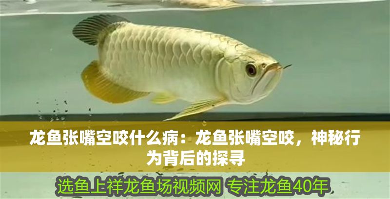 龍魚張嘴空咬什么?。糊堲~張嘴空咬，神秘行為背后的探尋